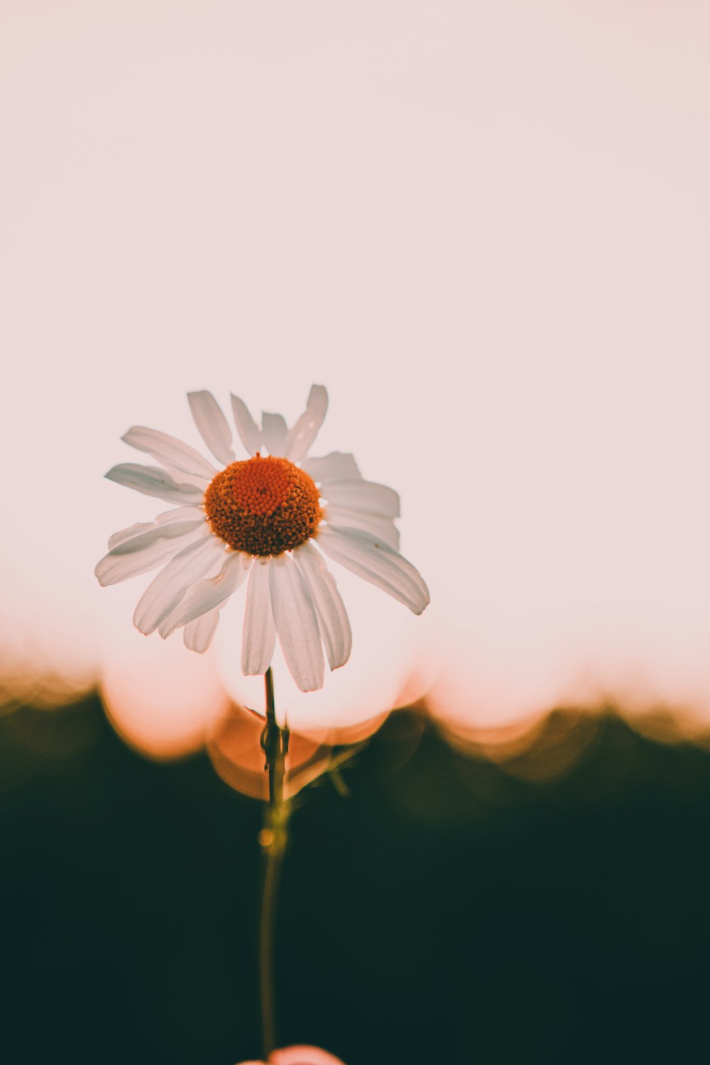 weißes Blütenblatt Gänseblümchenblume Nahaufnahme Foto