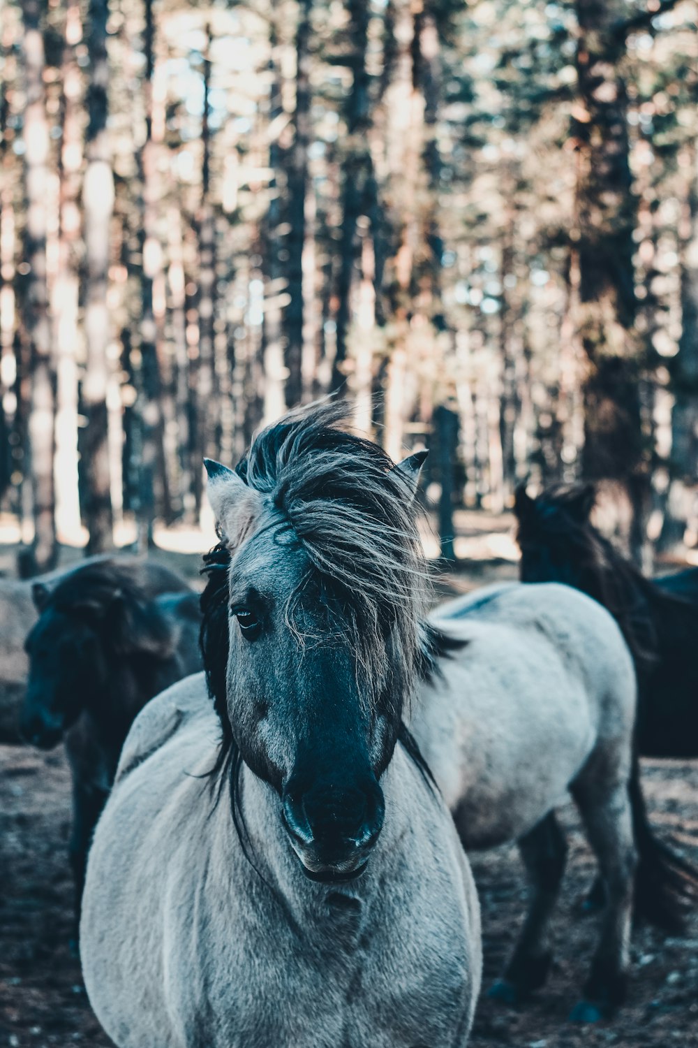 white horse