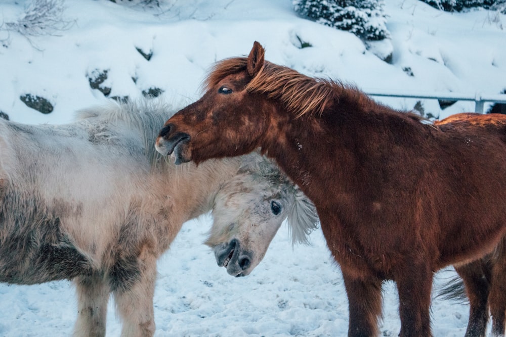 two white and brown horses