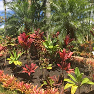Lush spice farm with vibrant green leaves and colorful spices growing under the tropical sun.