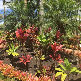 A lush garden with a variety of tropical plants and vibrant foliage. The scene contains an array of green, red, and yellow leaves with tall palm trees in the background, suggesting a warm and sunny environment.