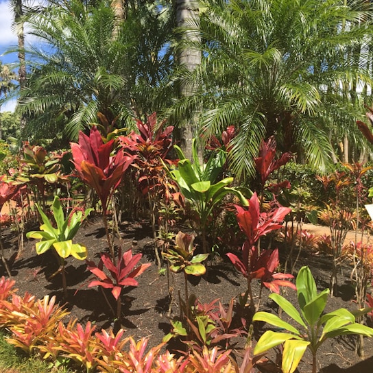 A lush garden with a variety of tropical plants and vibrant foliage. The scene contains an array of green, red, and yellow leaves with tall palm trees in the background, suggesting a warm and sunny environment.