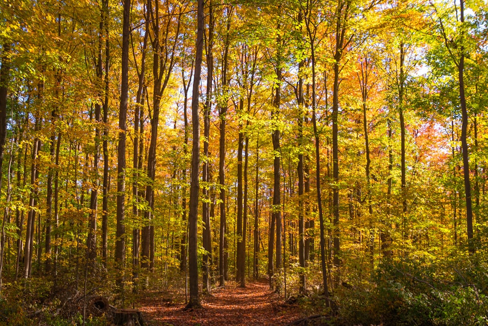 alberi verdi e marroni durante il giorno