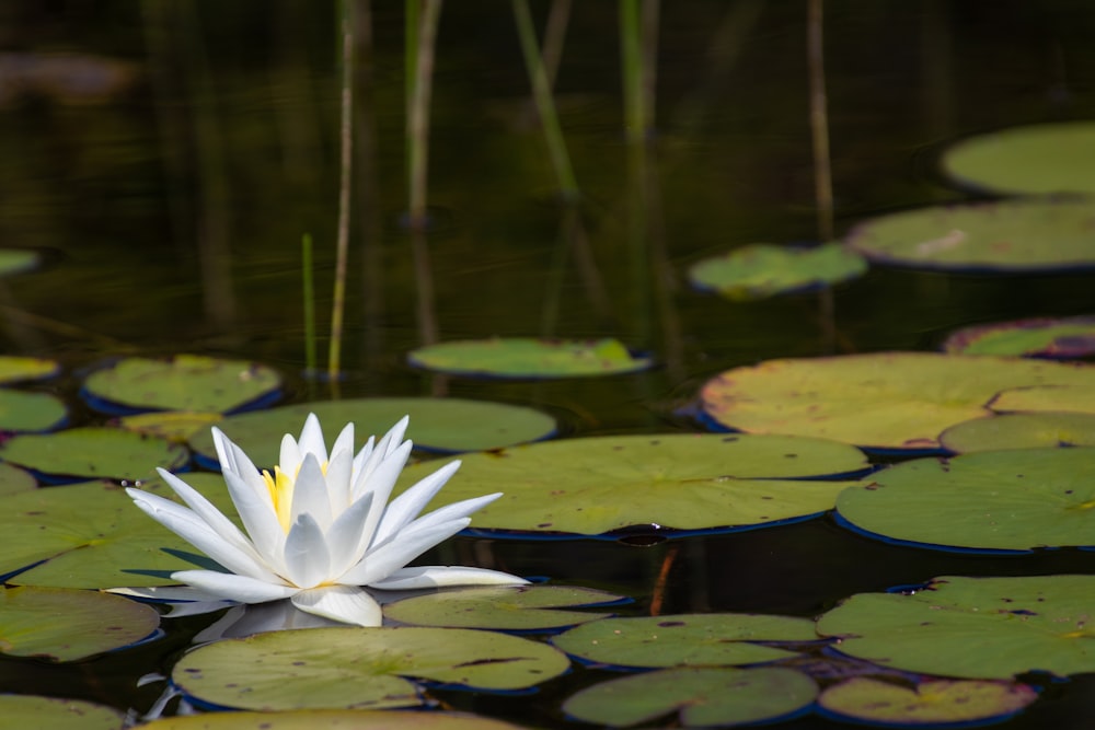 flor de lótus branca durante o dia