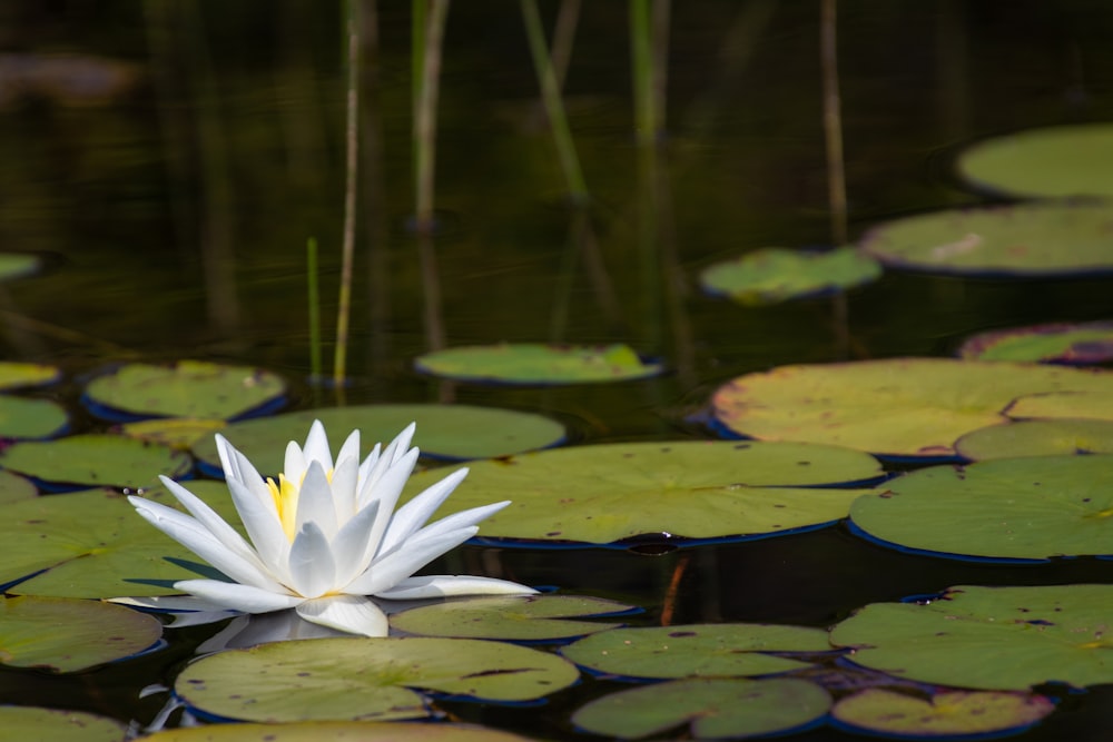 white lotus flower during daytime