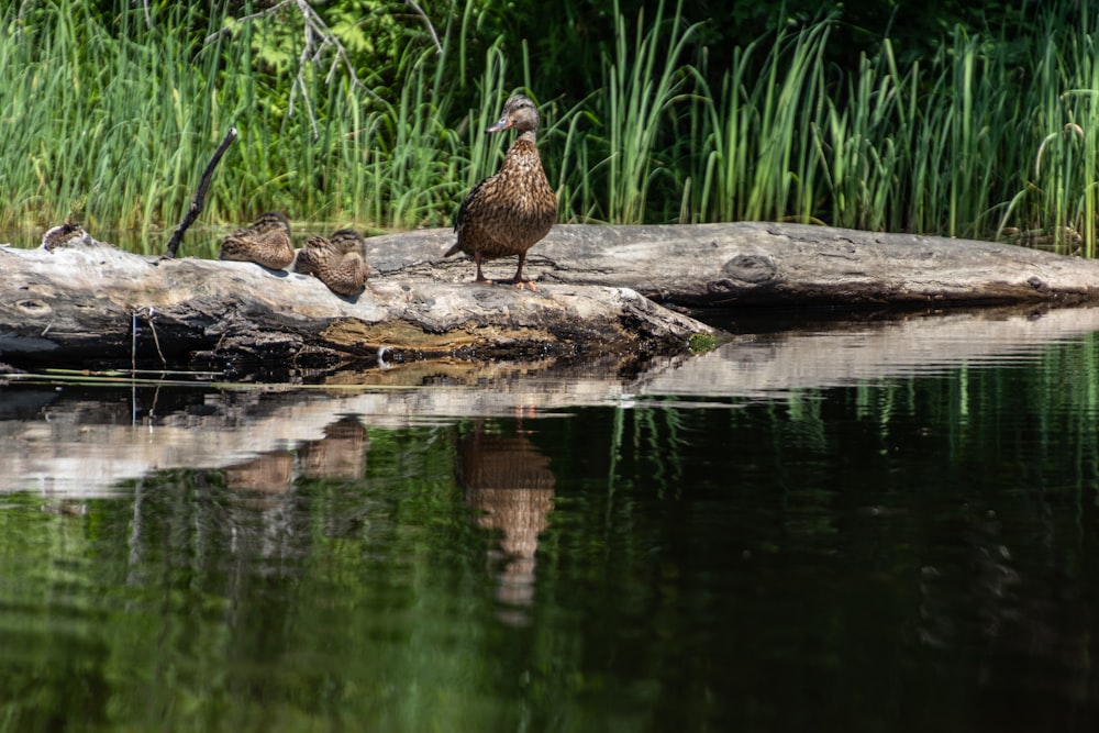 braune Ente auf Felsen mit Blick auf das Wasser