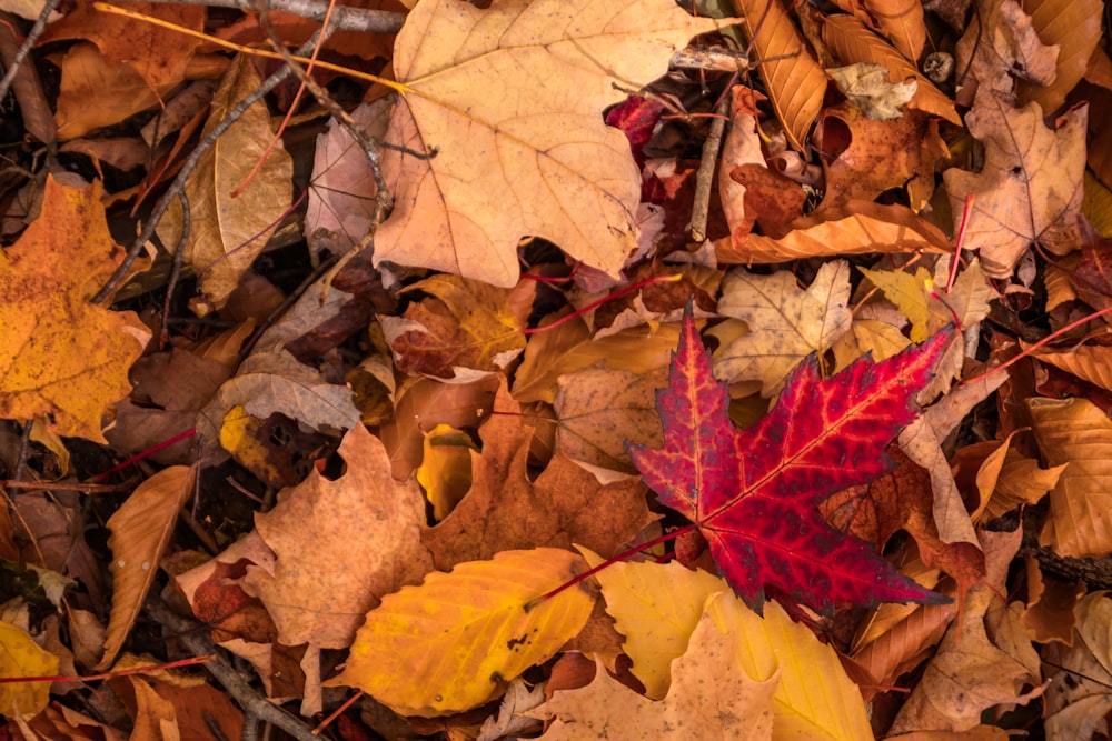 dried leaves