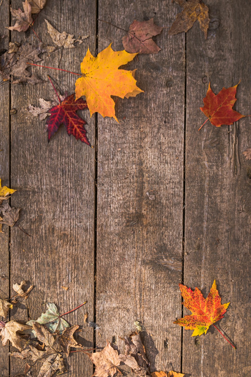 a group of leaves laying on top of a wooden floor