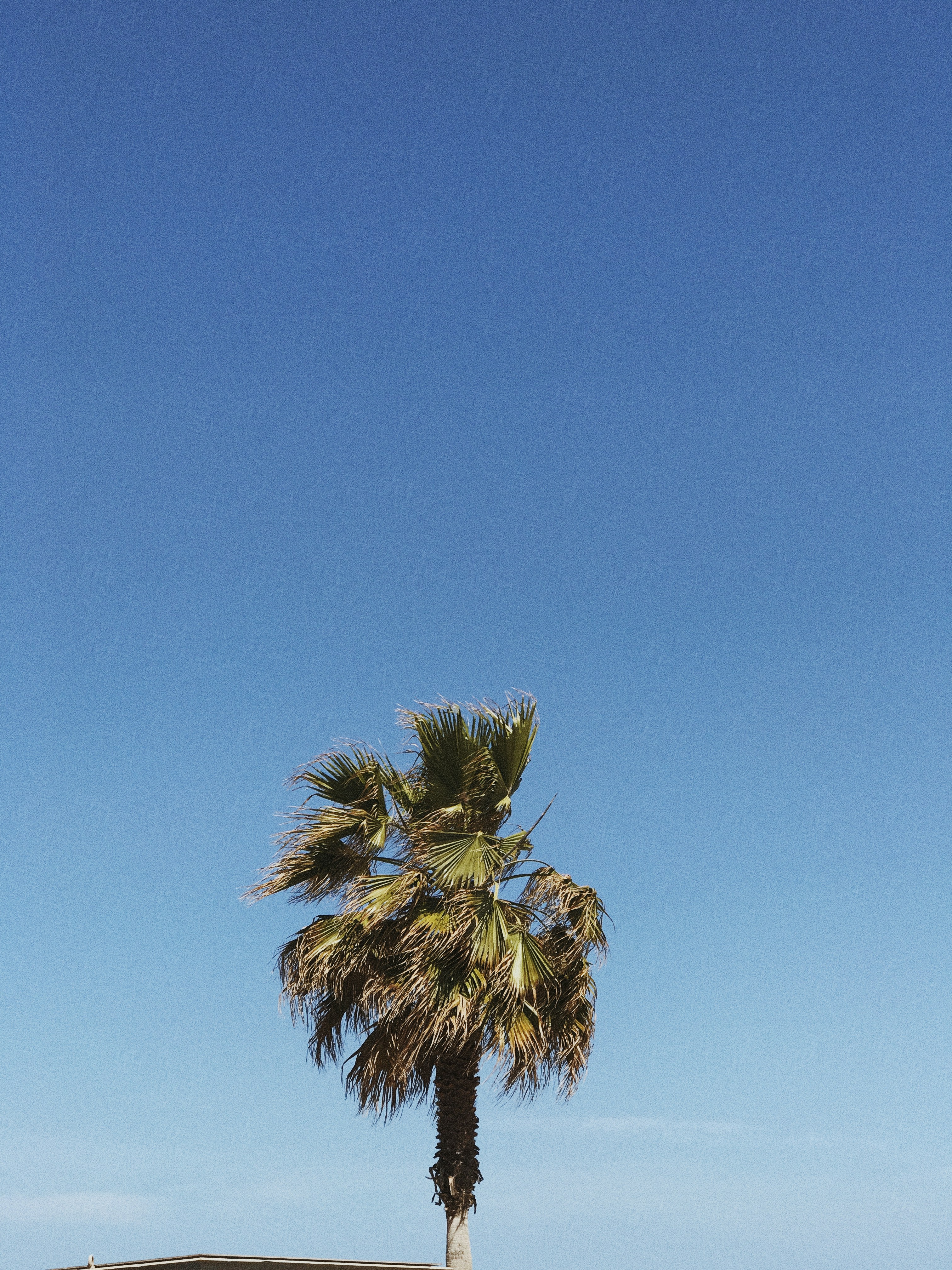 Palm tree in Barcelona, Spain