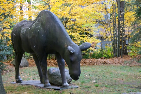 A large, realistic statue of a moose stands in a wooded area surrounded by autumn foliage. The sculpture has a dark, weathered appearance with patches of white, resembling natural wear. The ground is covered with grass and fallen leaves, and trees with yellow leaves frame the background.