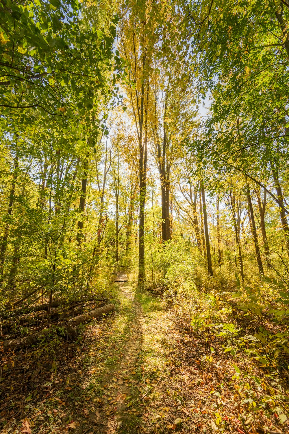 light through trees