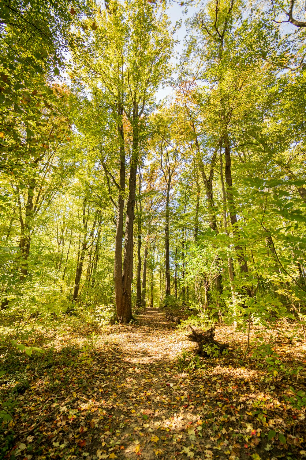 green-leafed trees during daytime