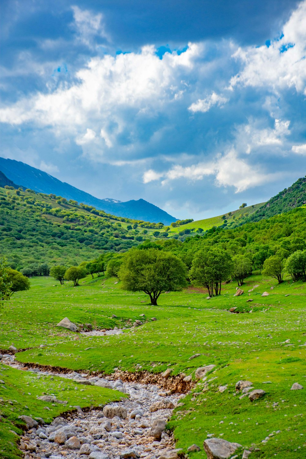 small trees on field