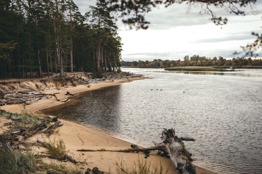 driftwood on shoreline in Gauja Latvia