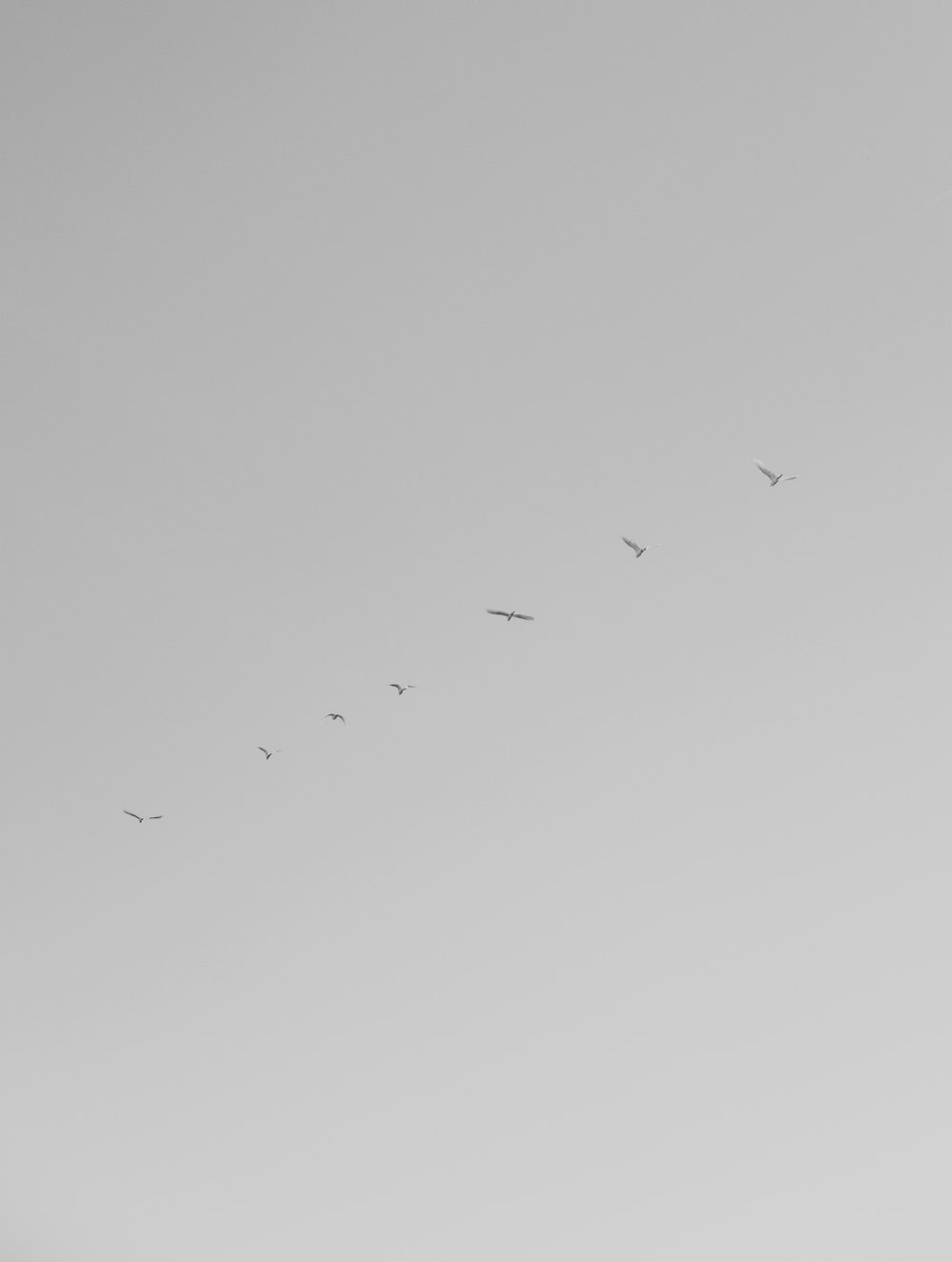 a flock of birds flying through a gray sky