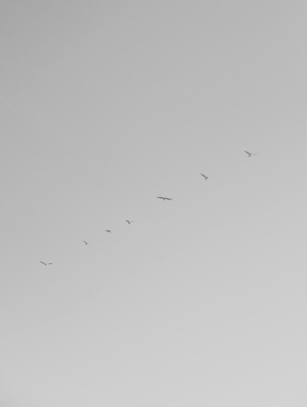 Uno stormo di uccelli che volano attraverso un cielo grigio
