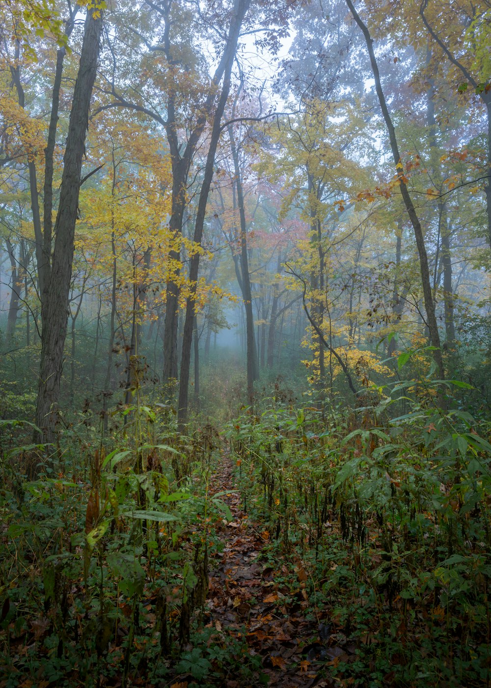 foggy forest