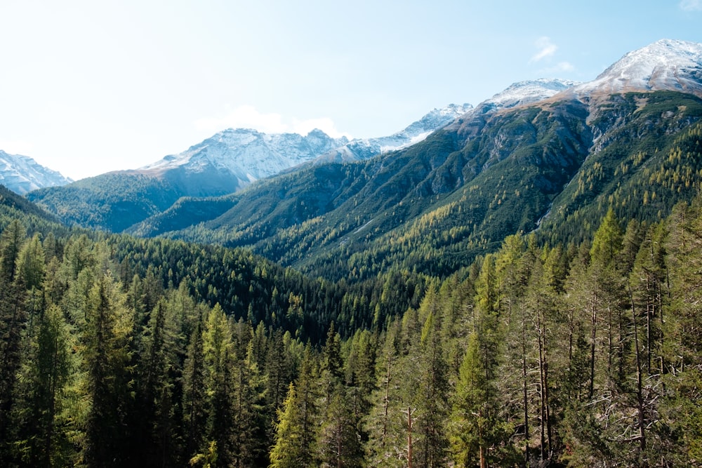 aerial photo of trees on mountain