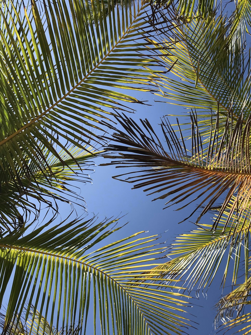 foto de baixo ângulo das folhas verdes do coqueiro durante o dia