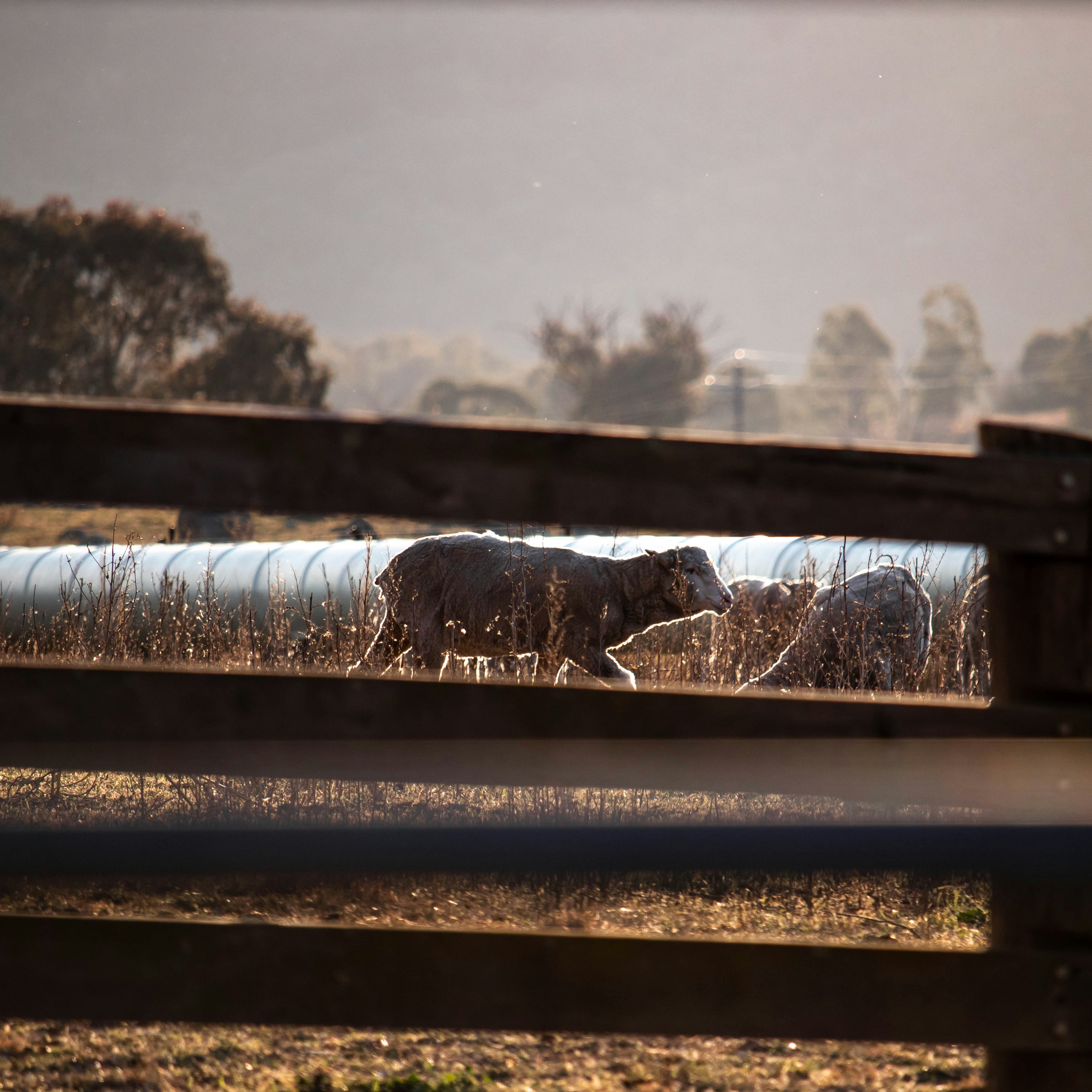 gray sheep near brown wooden fence during daytime