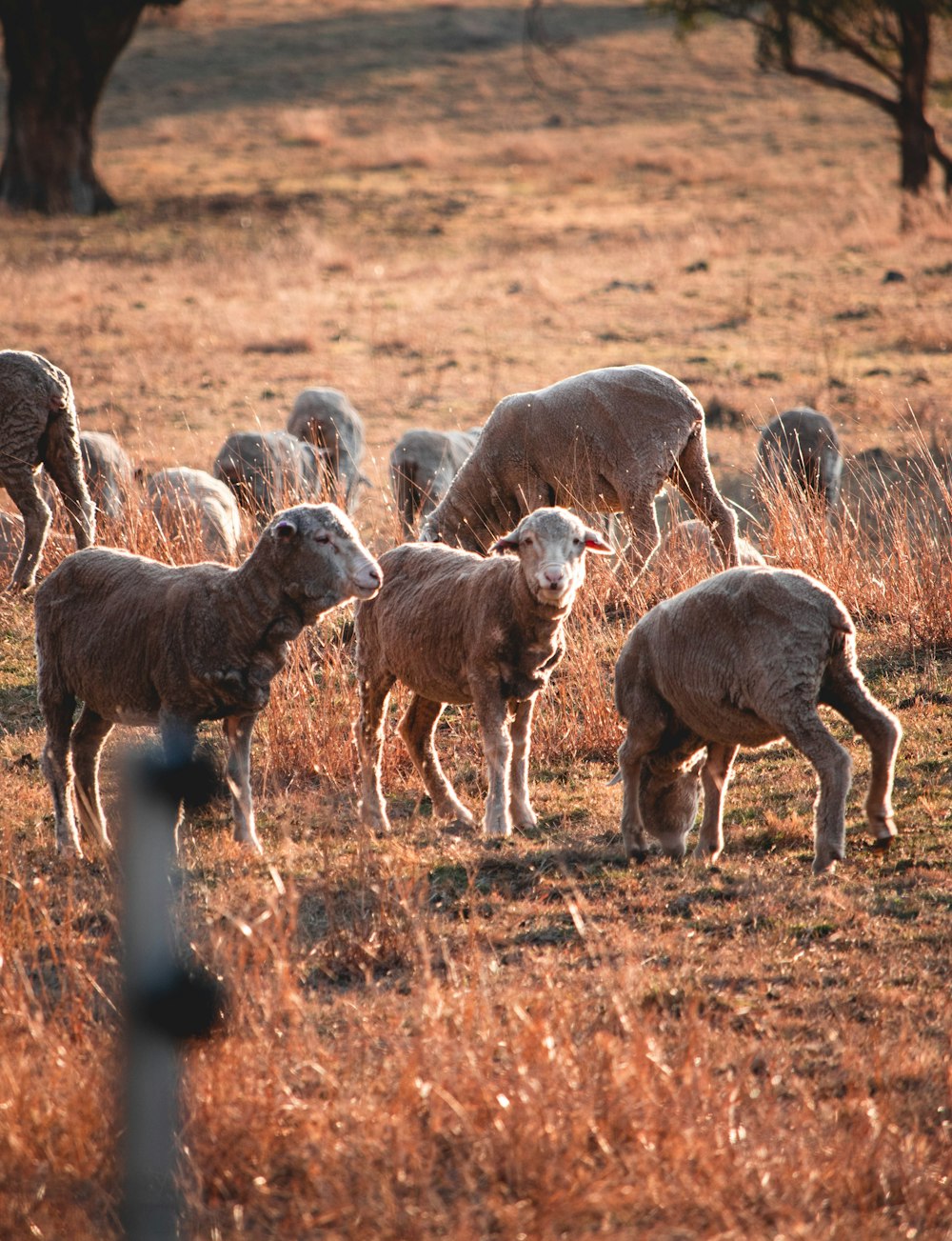 gray sheep lot