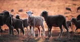 Young Dorper lambs playing in the open field during golden hour