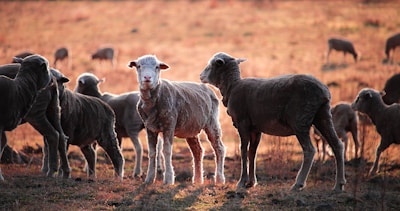 Young Dorper lambs playing in the open field during golden hour