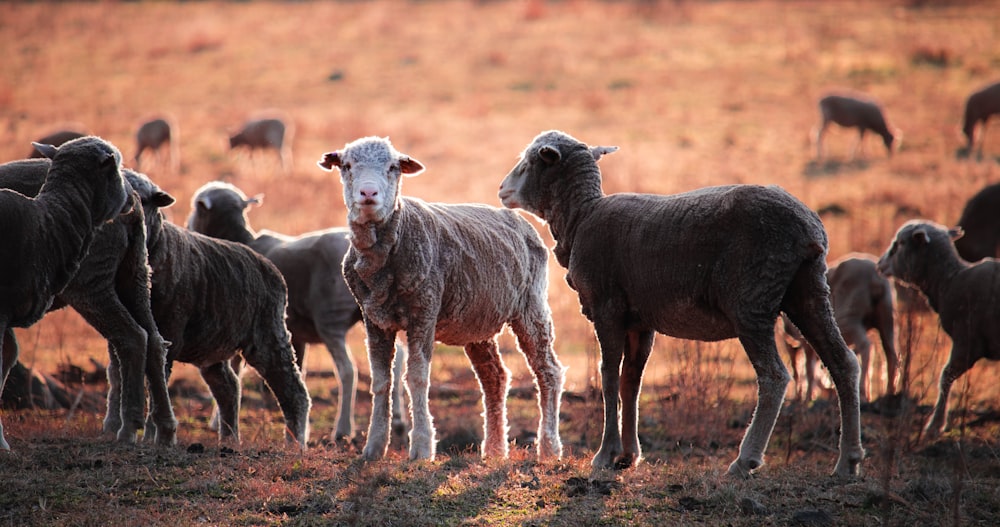 group of sheep on landscape field