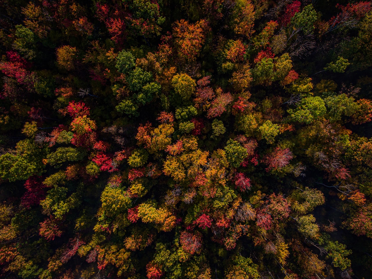 colorful aerial view of the forest