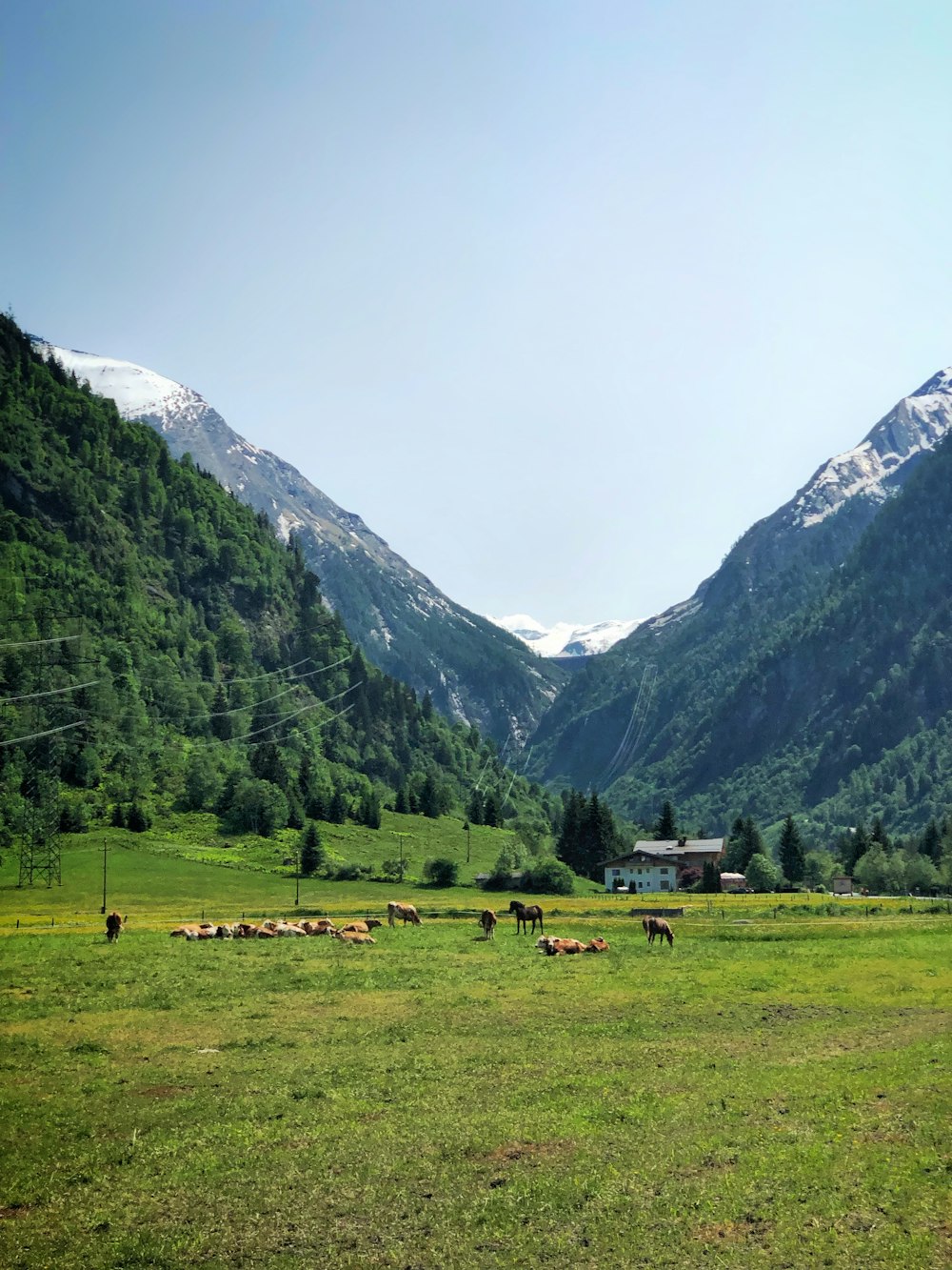 animals on grass field