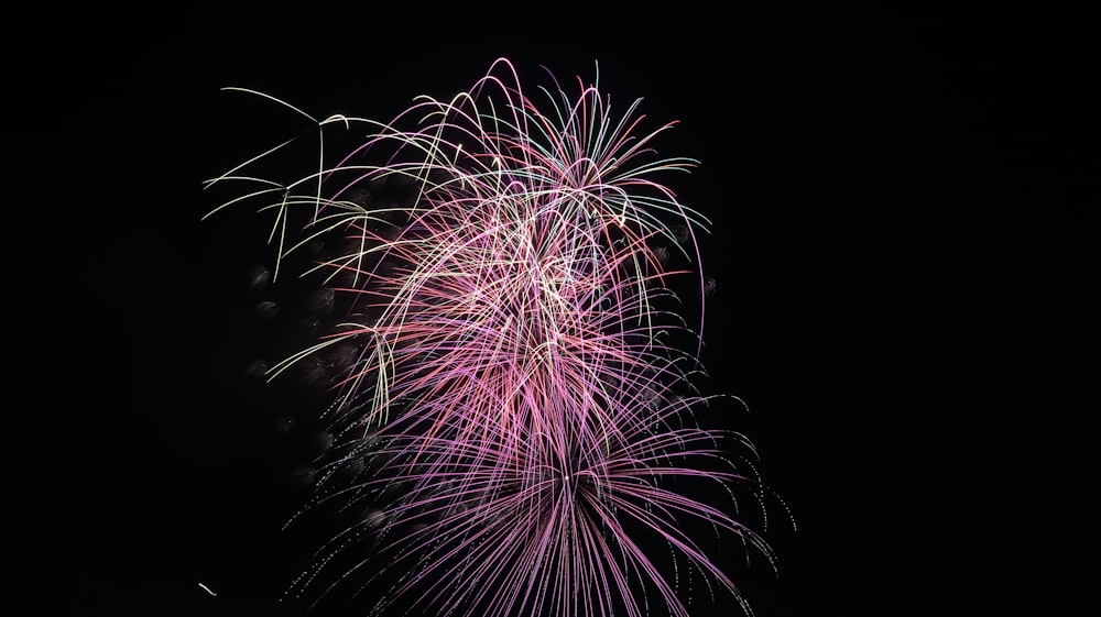 pink fireworks at sky