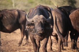 A herd of buffalo is gathered in a natural, dry environment. The central focus is on a large buffalo with prominent curved horns and a rugged, muscular build. A small bird is perched on its back, indicating a symbiotic relationship common in the wild. The background is blurred, highlighting the texture and details of the buffalo's fur and horns.