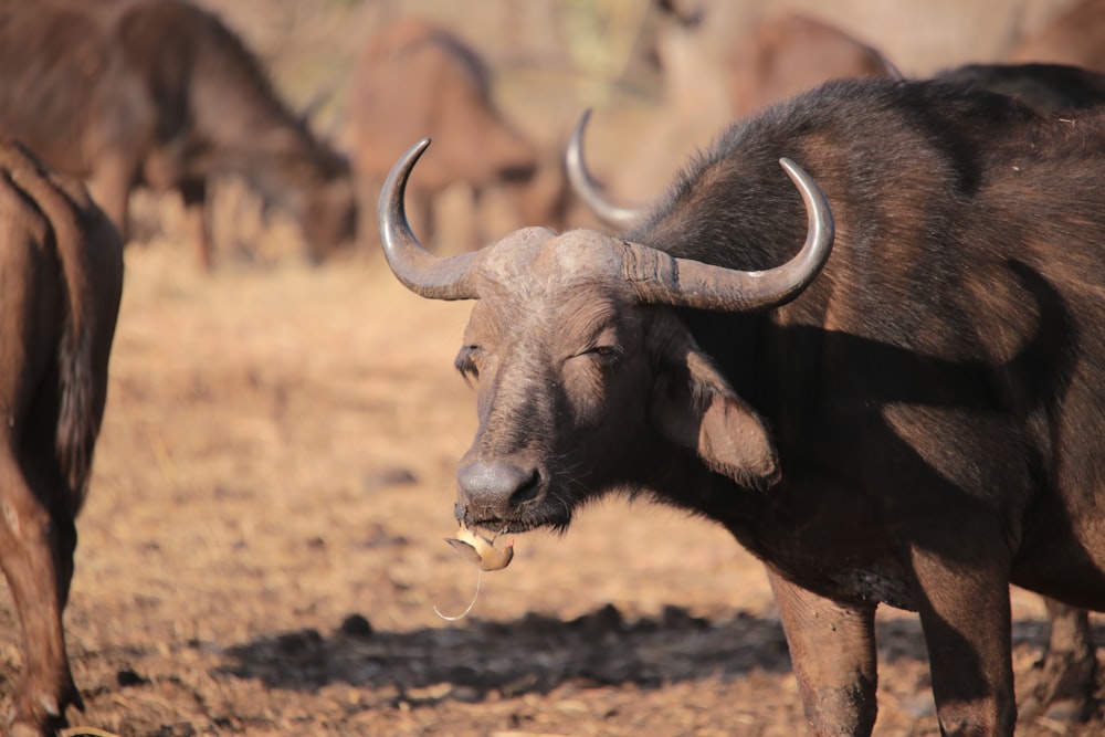 Bufalo d'acqua nera