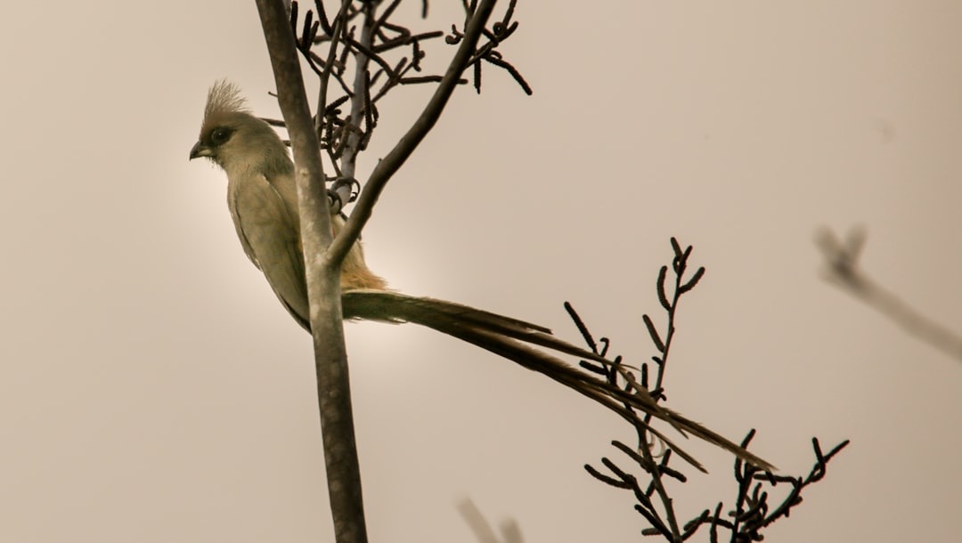 gray and green small-beaked bird on branch