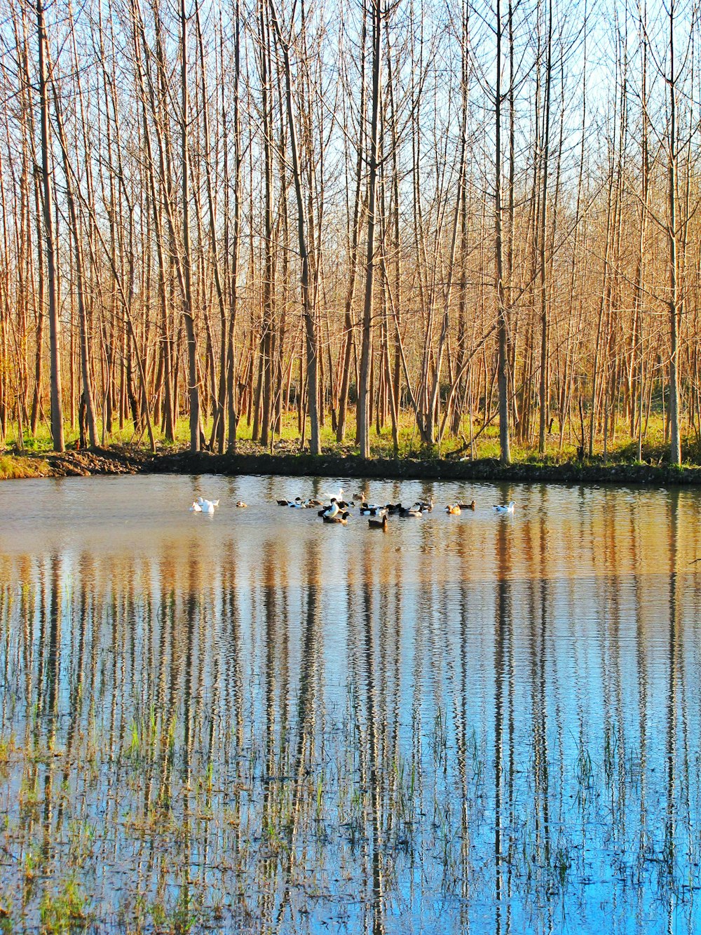 bare trees beside body of water during daytime
