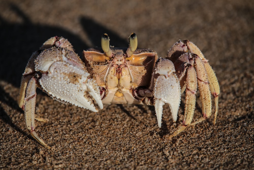 macro photography of brown crab