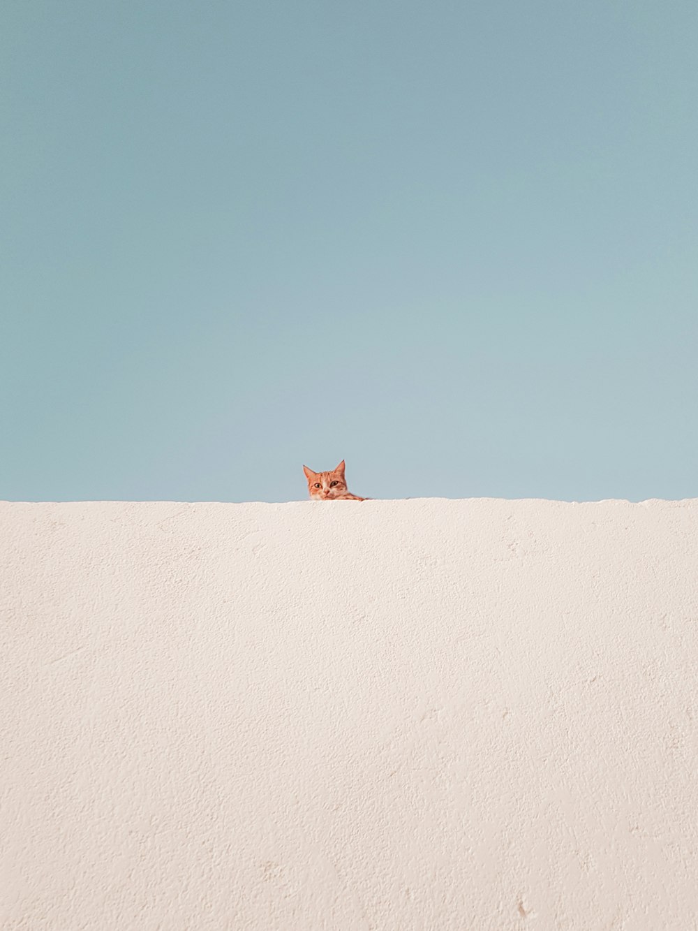 brown tabby cat on concrete roof during daytime