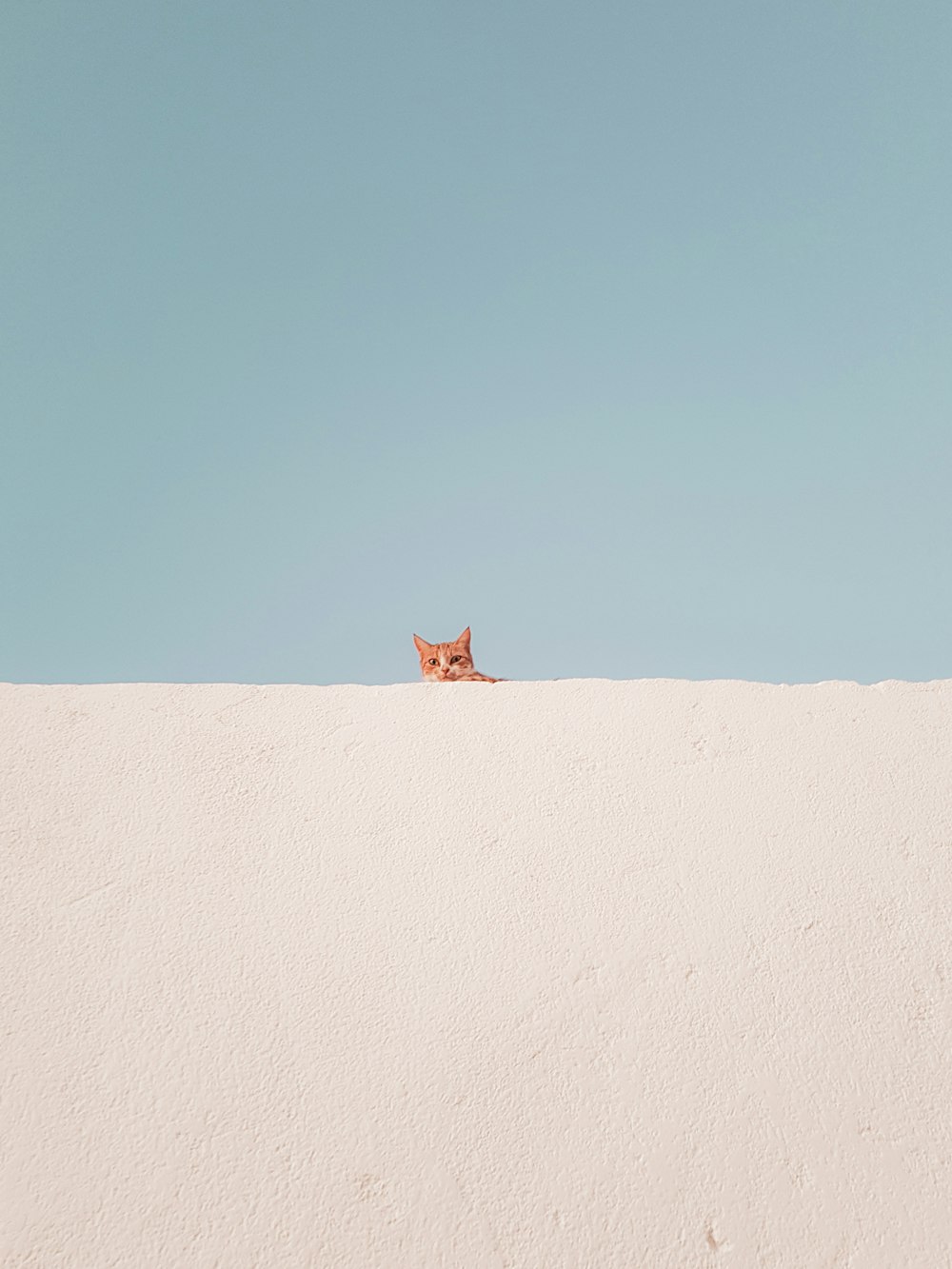 昼間のコンクリート屋根の上の茶色のぶち猫
