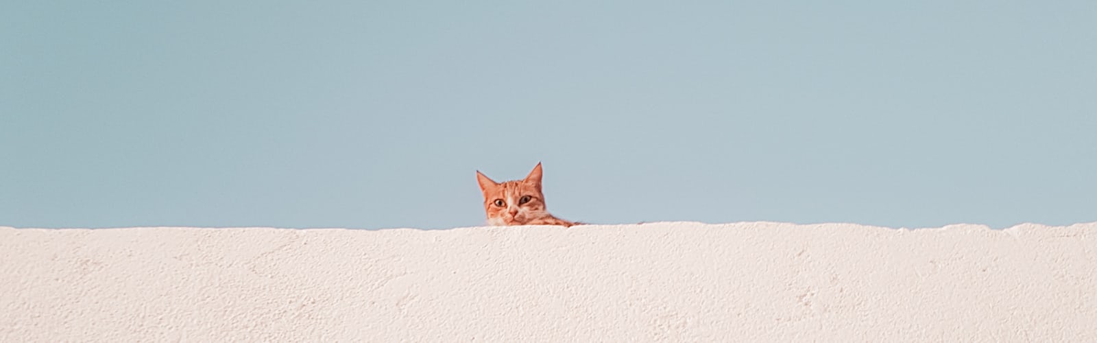 Minimalistic Cat 4K wallpaper  Wallpaper, Cat wallpaper, Cats