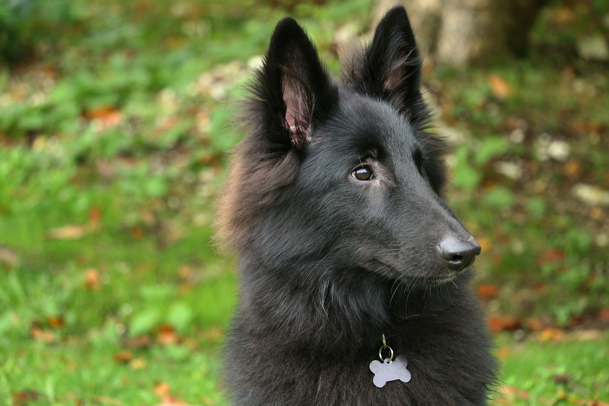 long-coated black guard dog