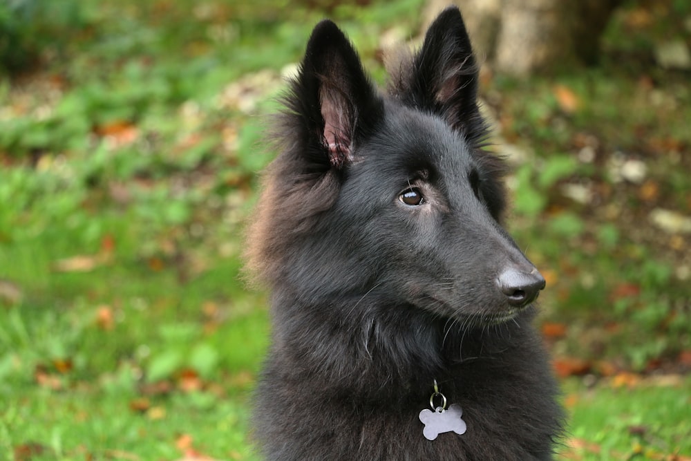 long-coated black dog