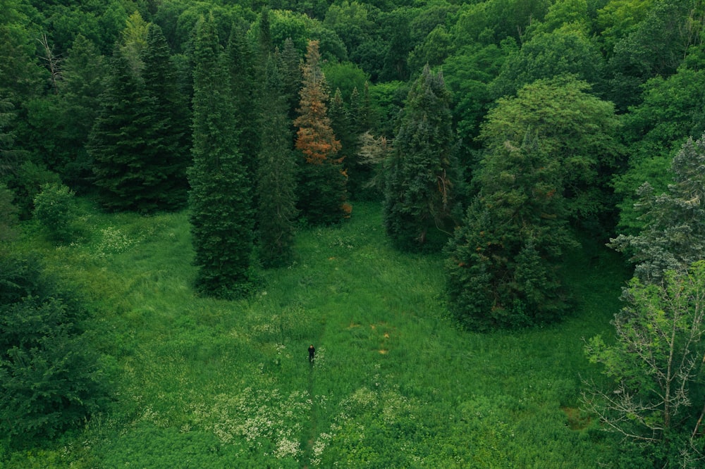 aerial photography of green trees during daytime