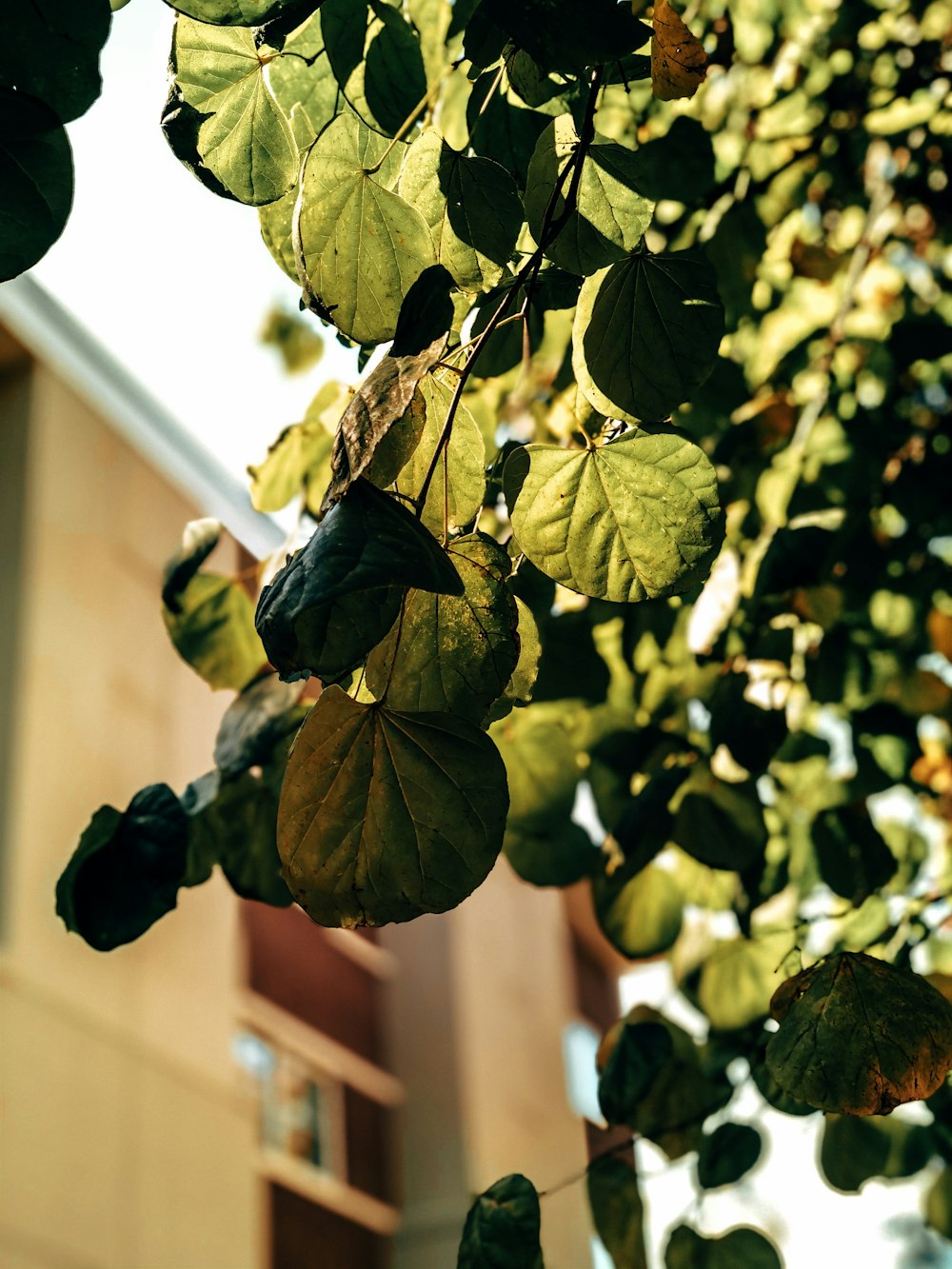 macro photography of green leaf plant