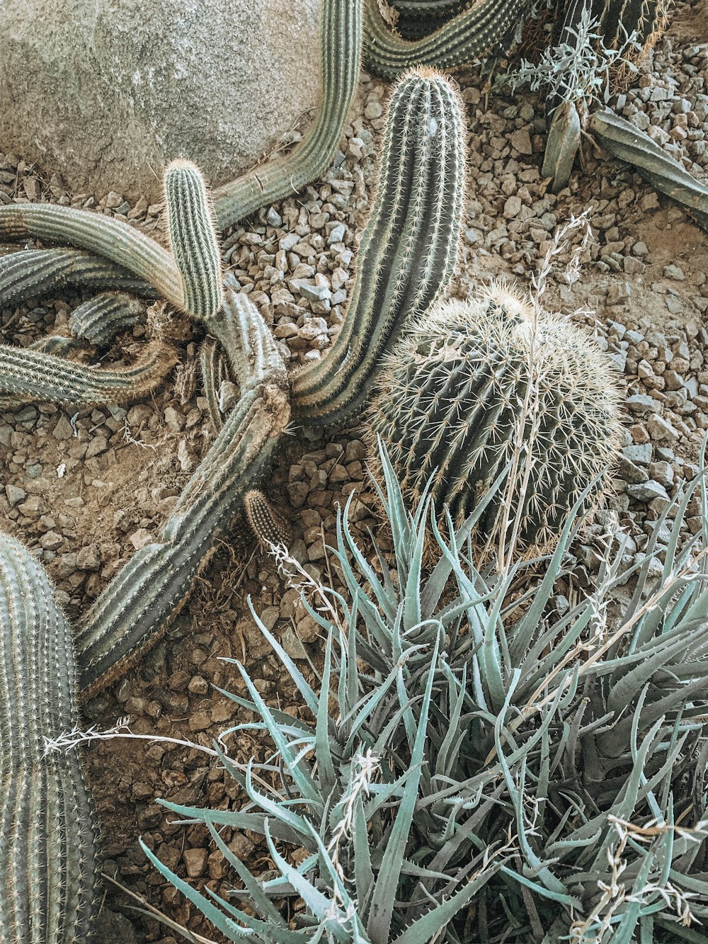 green cactus plants