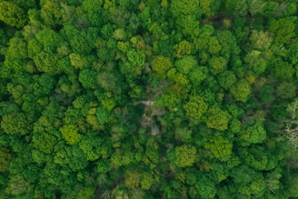 aerial photography of forest with tall green trees during daytime