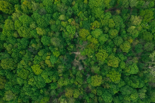 aerial photography of forest with tall green trees during daytime