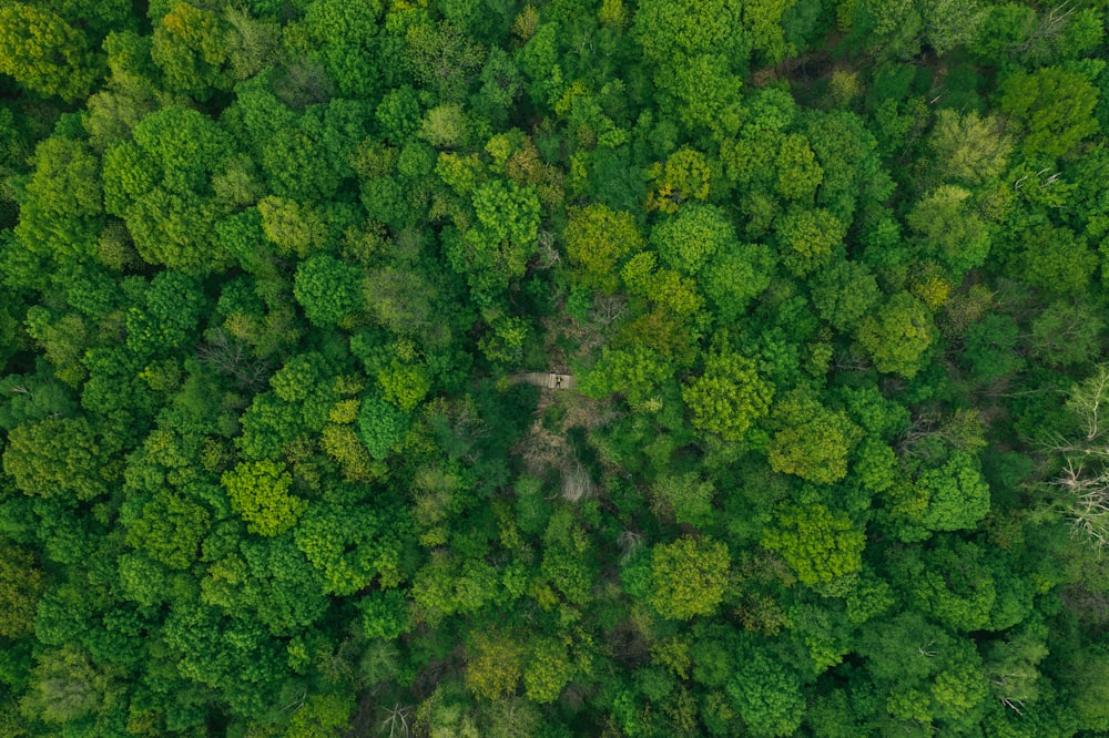 낮 동안 키 큰 푸른 나무가 있는 숲의 항공 사진