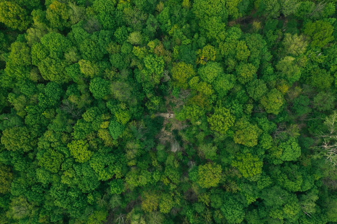 aerial photography of forest with tall green trees during daytime