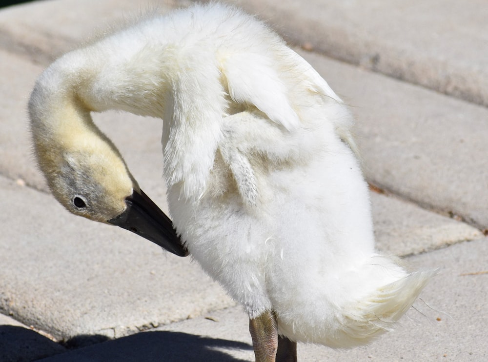 Trumpeter swan