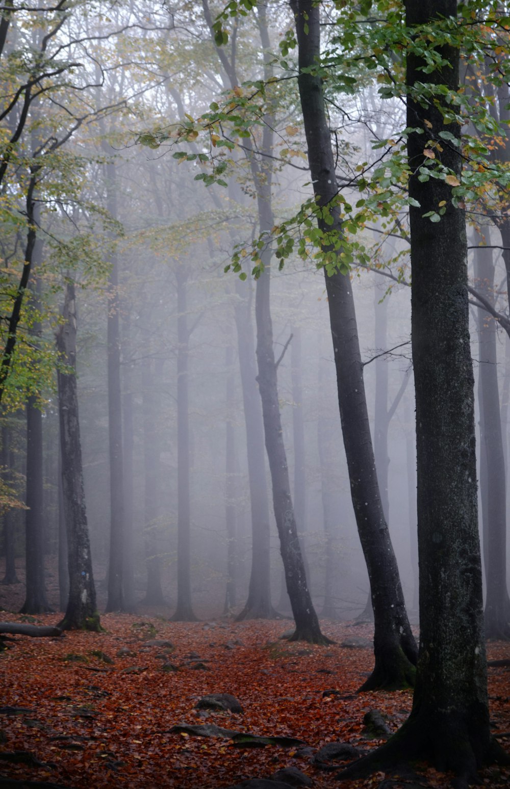 green leaf trees